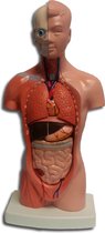 Torse corps humain avec organes amovibles - Modèle anatomique - 26 cm de haut