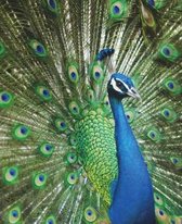 Peacock Graph Paper