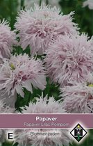 Van Hemert & Co Papaver somniferum Lilac Pompom