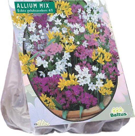 Allium Sierui Bloembollen Mix X Stuks Bol Com