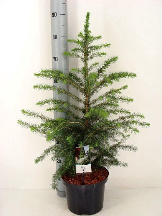 Kerstboom - Picea Omorika; Totale hoogte 60-80cm incl. Ø 23cm pot |  A1-Kwekers- Kwaliteit | bol.com