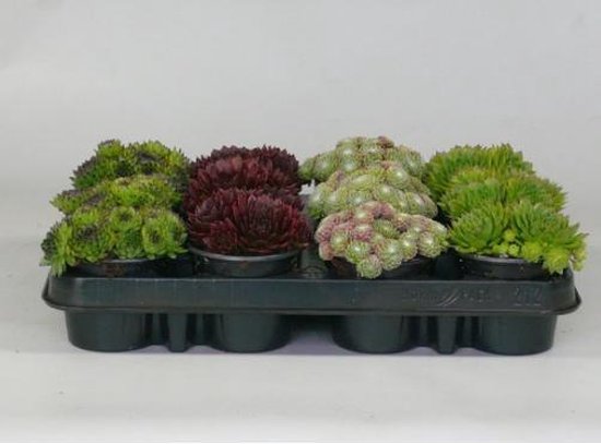 Sempervivum (rotsplanten) 60 stuks mix‎‎