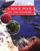 A Rockpool on the Seashore