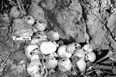 Hagios Charalambos: A  Minoan Burial Cave In Crete