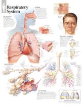 Respiratory System Paper Poster