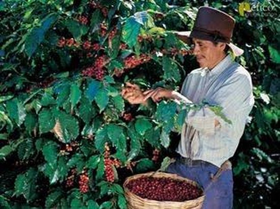 Ecosect Plantzaad Koffieplant