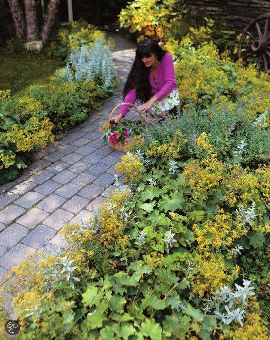 Beginners Guide To Medicinal Herbs