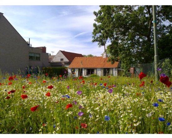 Veldbloemen zaad - Belgische Sofie meerjarig 10 gram - 5 m2 - korenbloem - klaproos - bolderik - margriet - echte kamille