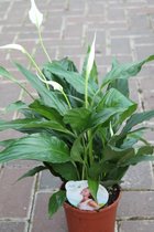 Gardenmarketplace Kamerplanten Spathiphyllum Alana (lepelplant), 40cm