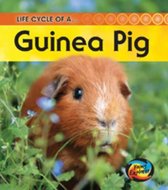 Life Cycle of a Guinea Pig