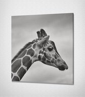 Giraffe Black And White Canvas