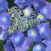 Hydrangea 'Teller Blue' - Hortensia - 25-30 cm in pot: Hortensia met grote blauwe bloemschermen, verkleurt in alkalische grond.