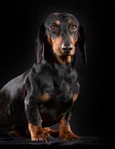 Shorthaired Dachshund Notebook