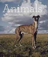 Animals In Photography