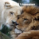 Lions and Lioness 8.5 X 8.5 Calendar September 2019 -December 2020