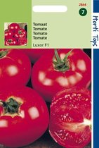 Hortitops Seeds - Tomato Celebration F1