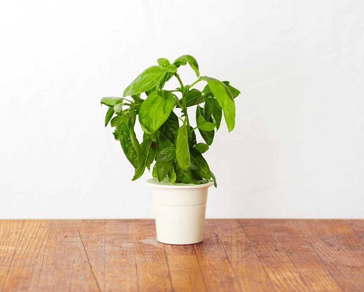 Bol Com Click Grow Navulling Basilic 3 Stuks