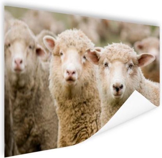 Drie witte schapen Poster 150x75 cm - Foto print op Poster (wanddecoratie)