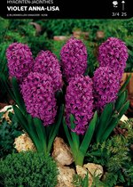 25 x Hyacint Violet- Anna Lisa