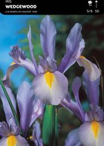 50 x Iris Wedgewood
