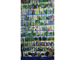 Aquariumplanten - Voorgrond mix - 5 stuks