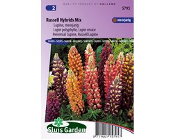 Sluis Garden - Lupinus Russell Hybrids Mix