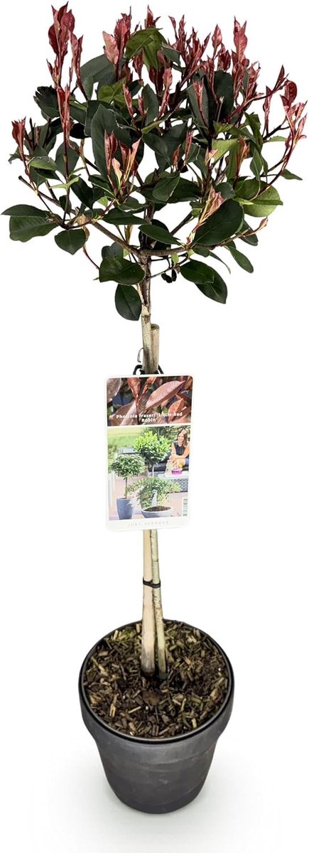Fraseri Little Red Robin - Terras Plant - Bladhoudend - Winterhard - Groen-Rood Blad - 80-90cm - Ø19cm - Tuinplant