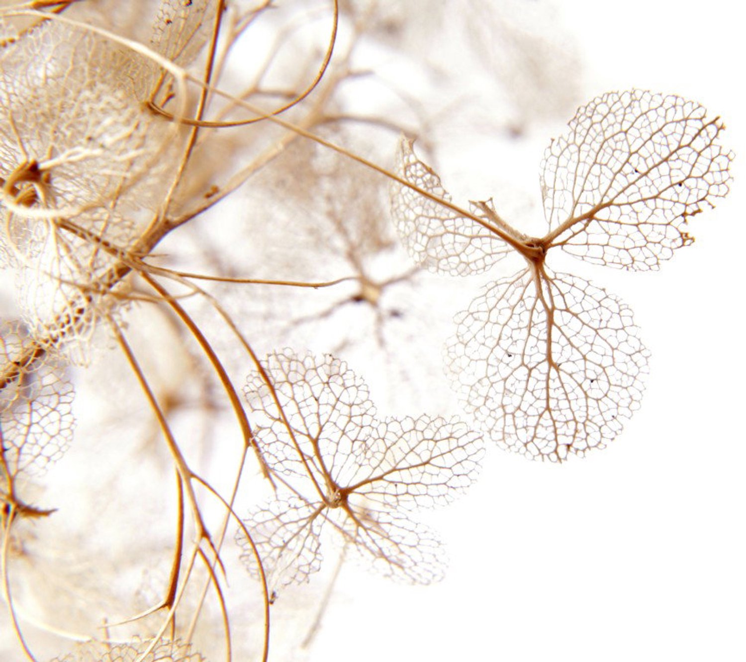 Vgdesign Transparante hortensia bloem 130x70 cm tuinposter banner VGDesign onbekend