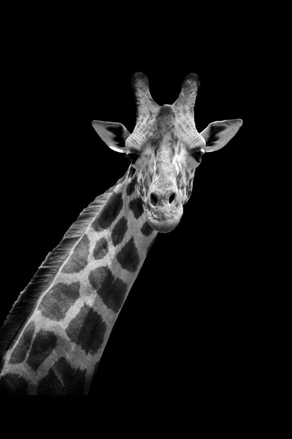 Vgdesign Giraffe portret zwart wit 80x190 cm tuinposter banner VGDesign onbekend