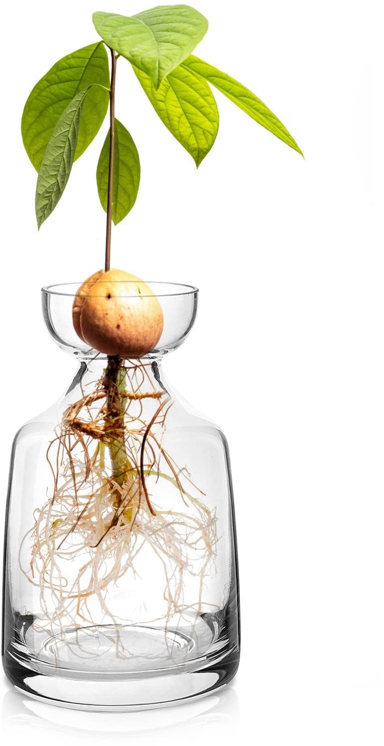 Glazen Avocado Plant Pot voor Binnen Decoratie