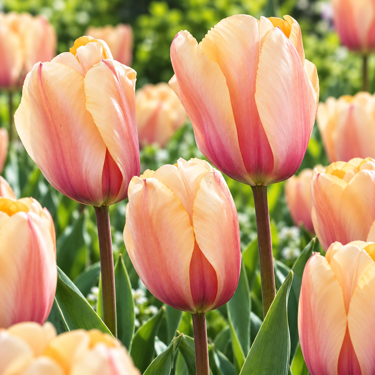 Tulipa Blushing Impression, Darwin per 30