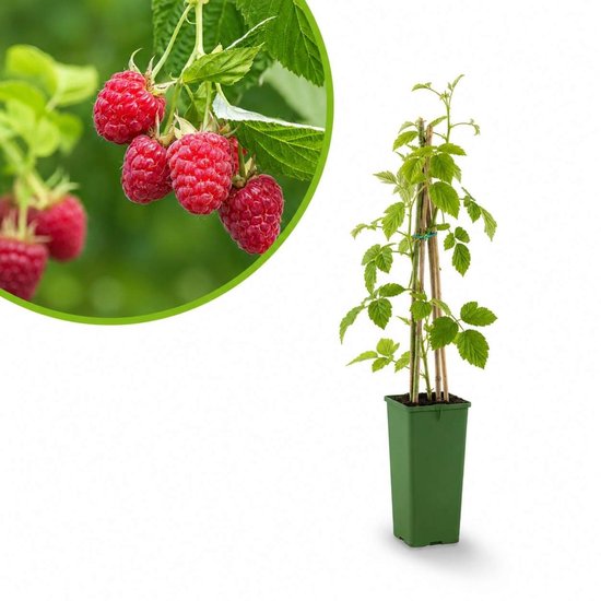 Framboos Tulameen - frambozenstruik geeft grote en sappige vruchten - zelfbestuivend - winterharde frambozenplant