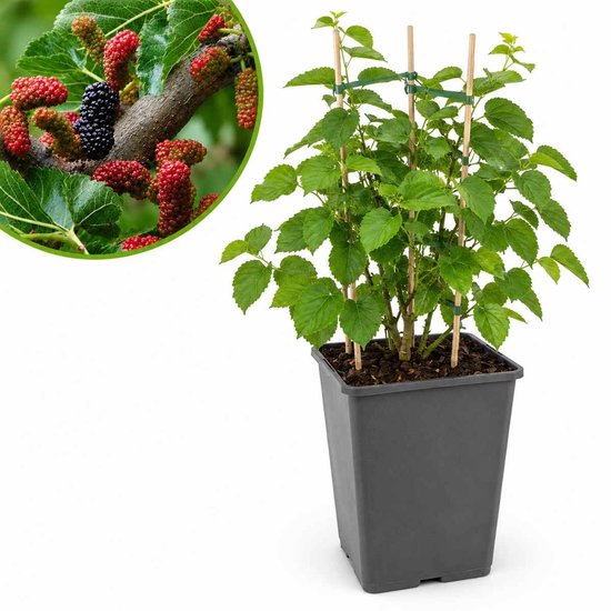 Zwarte moerbeiboom in een grijze pot met bamboestokken, inclusief detailbeeld van rijpe rode en zwarte vruchten.