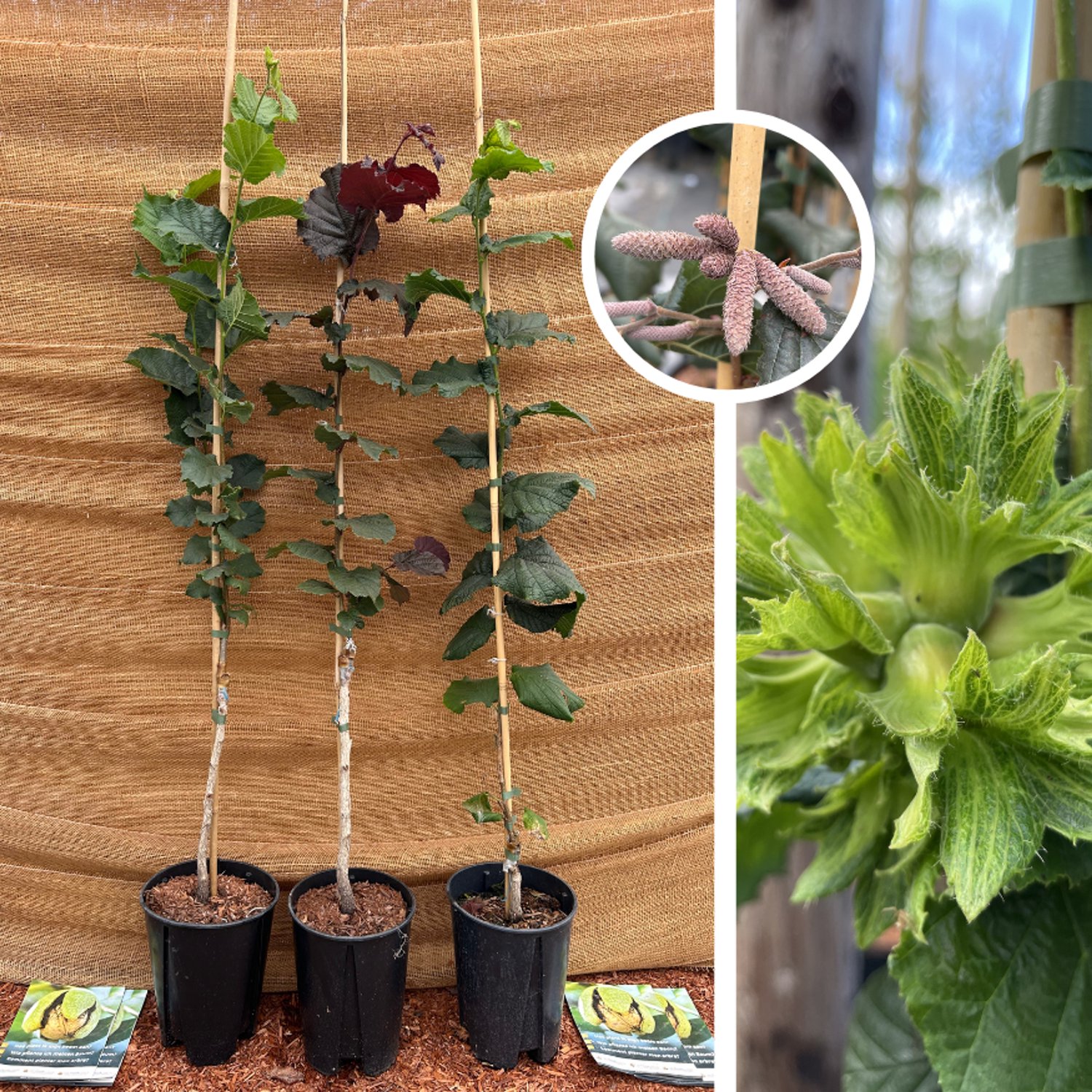 Jonge Hazelaarboom pakket - 3 stuks | 1x Corabel +1x Halle'sche Riessen + 1x Rote Zellernuss | Hoogte: 50-100cm | Pot: 3 liter