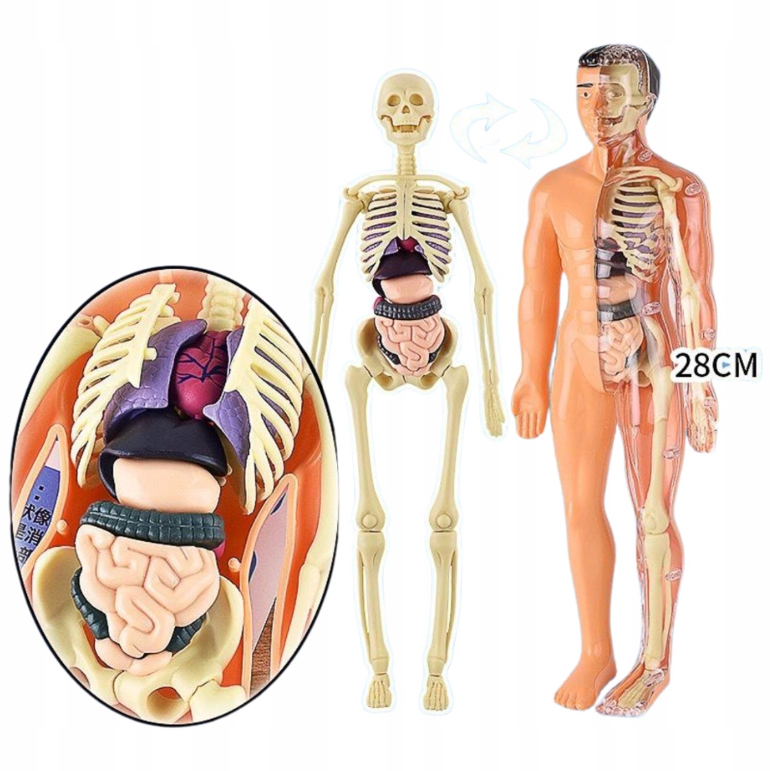 3D Menselijk Lichaam Model TSG-106 Puzzel met Uitneembare Organen
