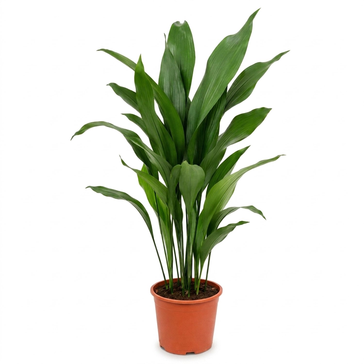 Bloomique - Aspidistra Elatior - IJzerplant - Bladplant - Kamerplanten - Ook voor donkere plekken - Huisdiervriendelijk - Gemakkelijk in onderhoud - Hoogte 70-80 cm - Pot 19 cm