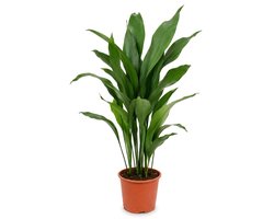 Bloomique - Aspidistra Elatior - IJzerplant - Bladplant - Kamerplanten - Ook voor donkere plekken - Huisdiervriendelijk - Gemakkelijk in onderhoud - Hoogte 70-80 cm - Pot 19 cm