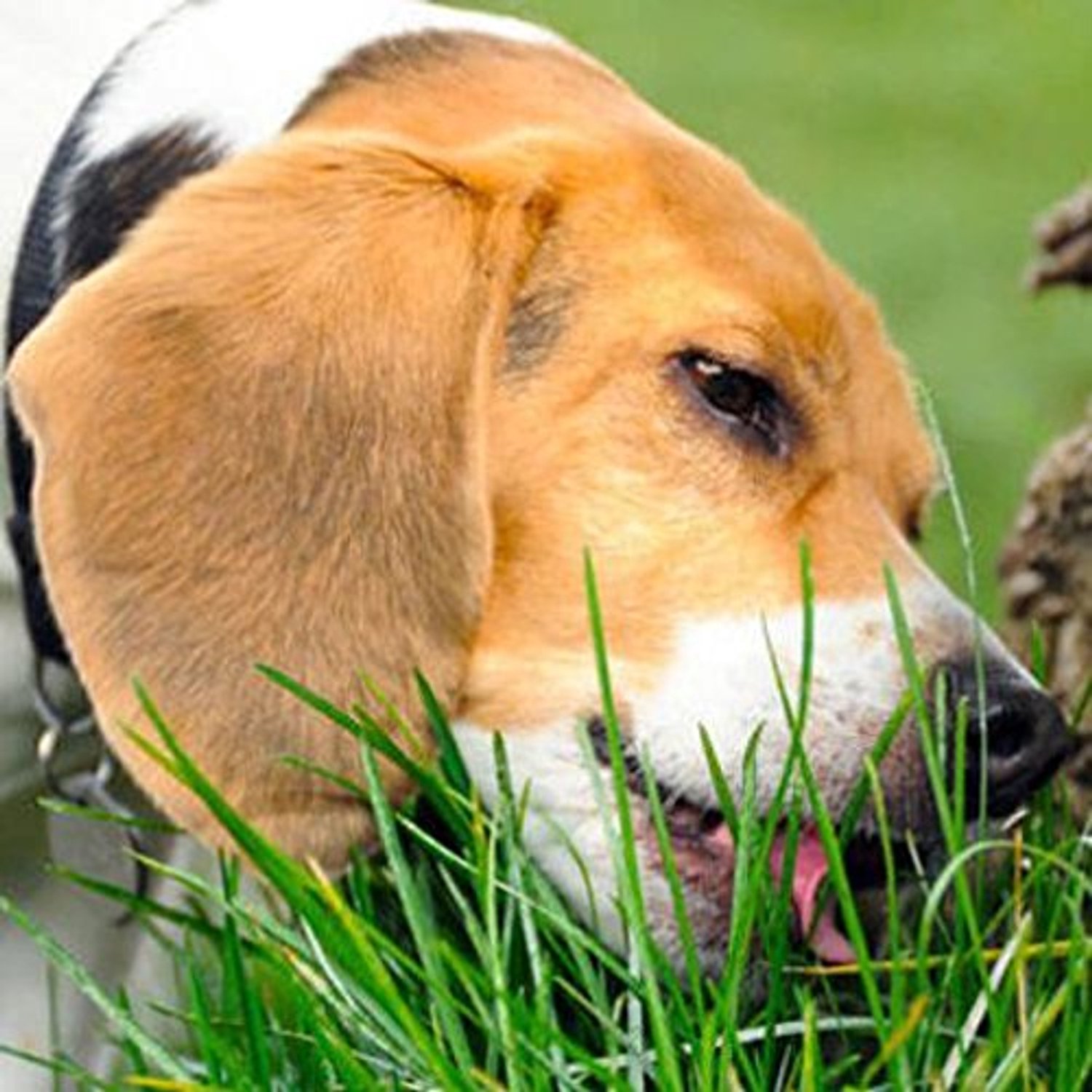 Hondengras in mix - zaden - voor honden - bevorderde spijsvertering - Vemera
