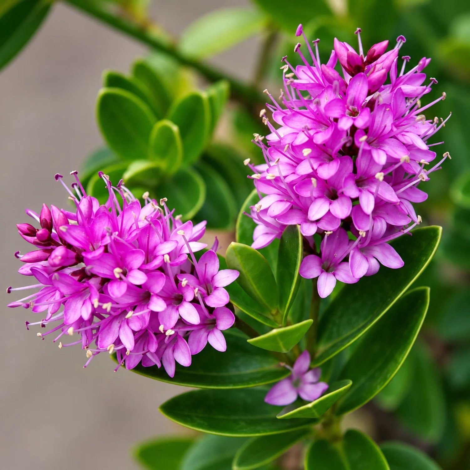 Struikveronica (Hebe Andersonii) - Hebe Donna Julia - Bijen-Vlinders - Zomerbollen - bloeit in Oktober / Juli / Augustus / September