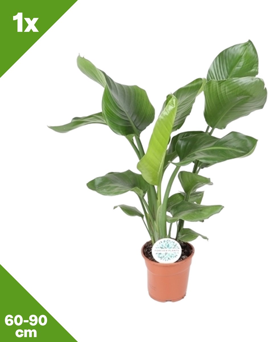 GARDENZO - Strelitzia nicolai (Witte paradijsvogelbloem) x 1, P17, 60-90 cm
