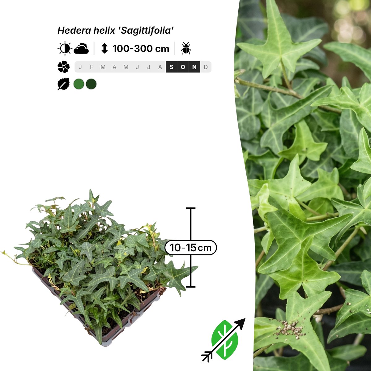 Singleplants - 6x Hedera helix 'Sagittifolia' - Pot P9 - klimplant - in bloeiperiode