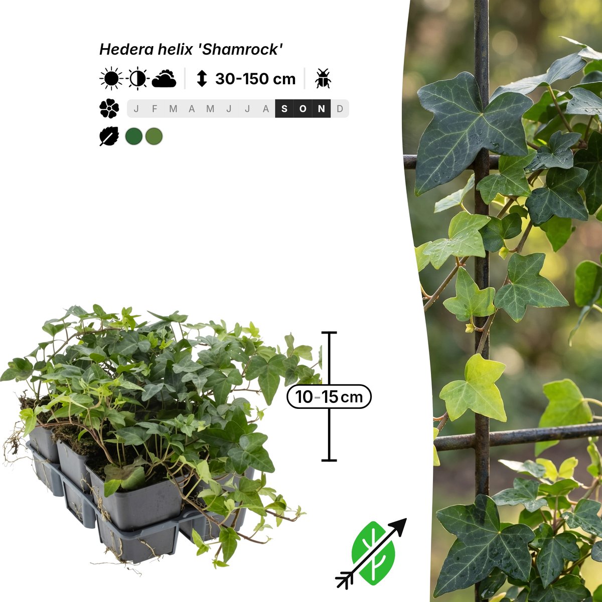 Singleplants - 24x Hedera helix 'Shamrock' - Pot P9 - klimplant - in bloeiperiode