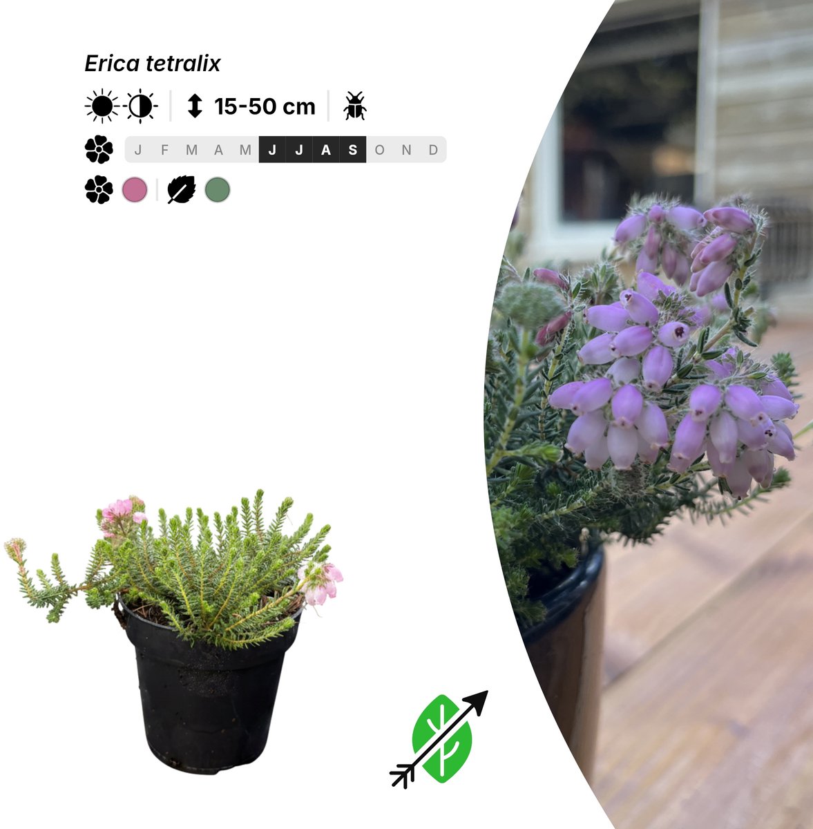 Singleplants - 20x Erica tetralix - Pot P9,5 - bodembedekker - winterhard tot -25°C