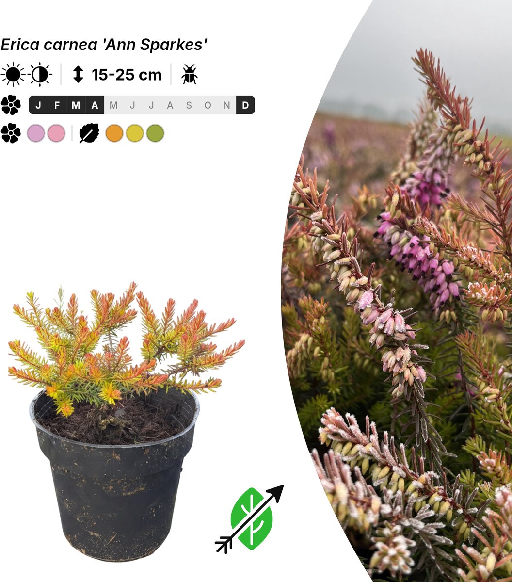 Singleplants - 10x Erica carnea 'Ann Sparkes' - Pot P9,5 - bodembedekker - winterhard tot -25°C