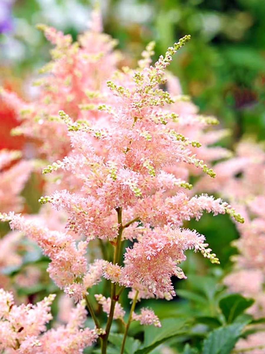 5x Pluimspirea 'Astilbe peach blossom' - BULBi® Bloembollen met bloeigarantie