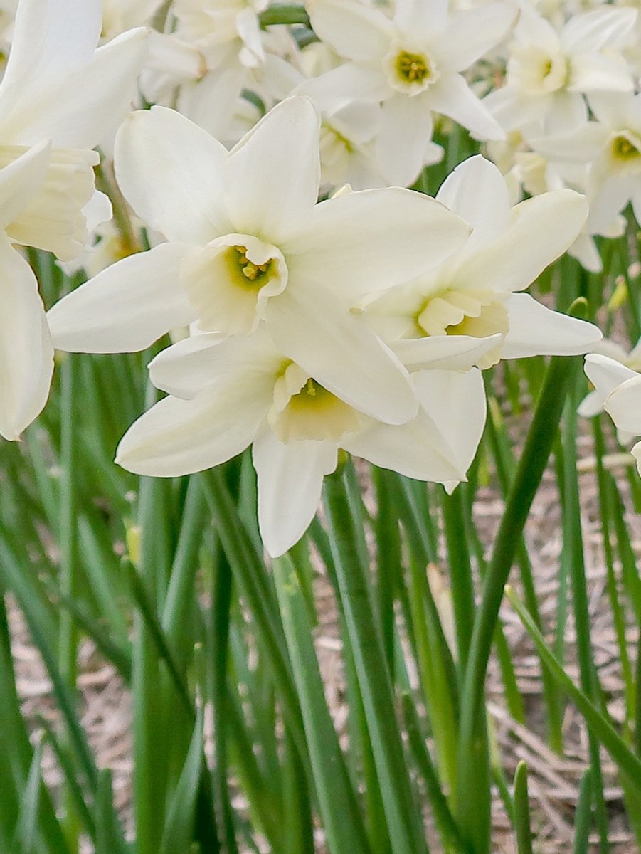 10x Narcissen 'Polar hunter' - BULBi® Bloembollen met bloeigarantie