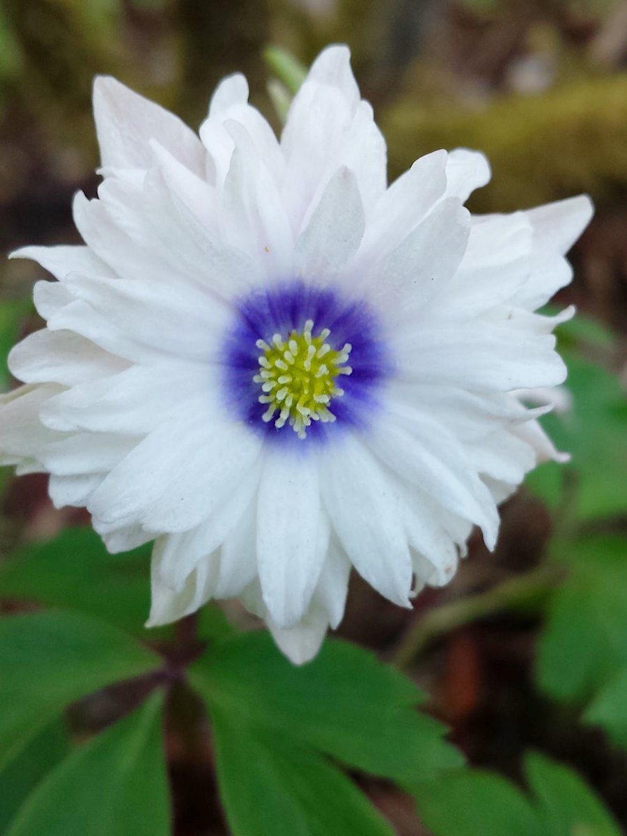 10x Anemoon 'Nemorosa blue eyes' - BULBi® Bloembollen met bloeigarantie