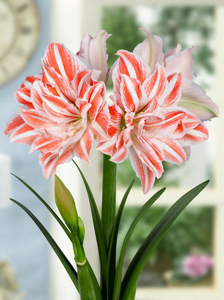 1x Hippeastrum 'Dancing queen' - BULBi® Bloembollen met bloeigarantie
