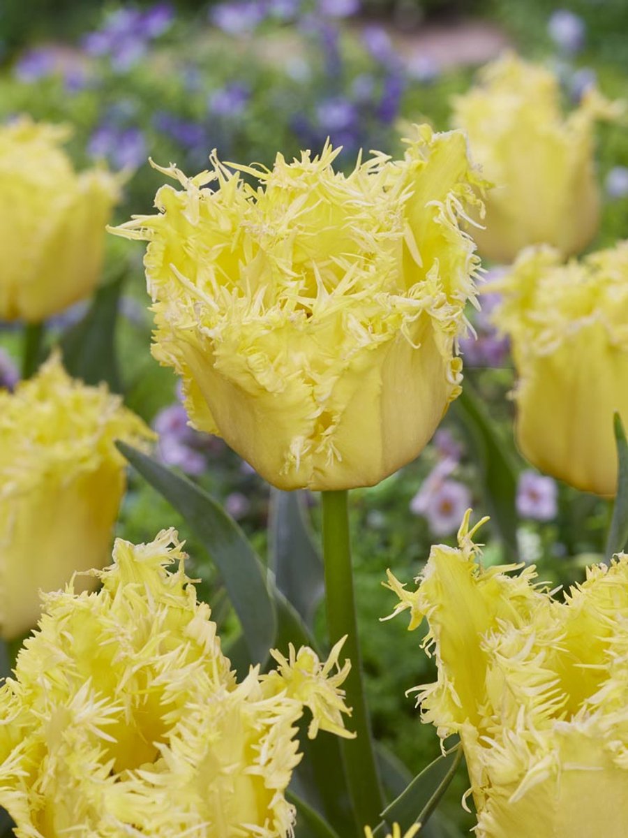 15x Tulpen 'Fringed lady' - BULBi® Bloembollen met bloeigarantie