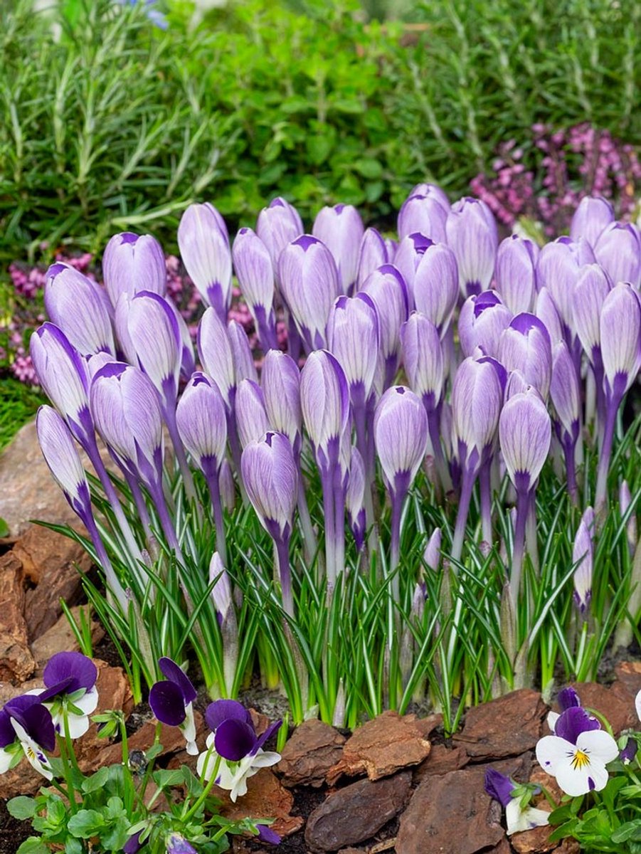 50x Crocus 'Striped bird' - BULBi® Bloembollen met bloeigarantie